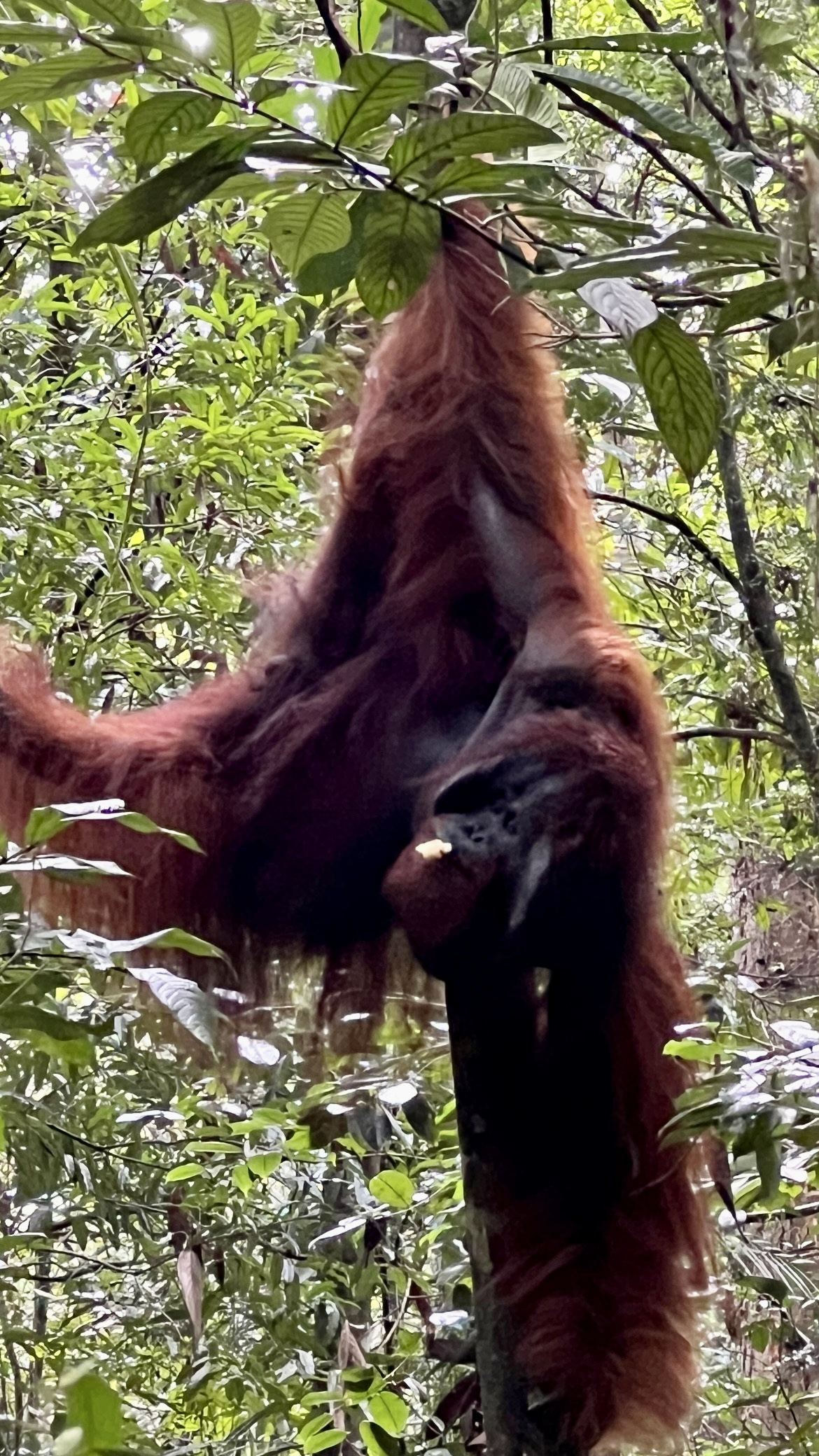 Borneo and Malaysia